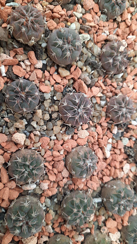 Gymnocalycium mucidum v. ferrari f. elegans wr 718, 1,5-2 см сеянец